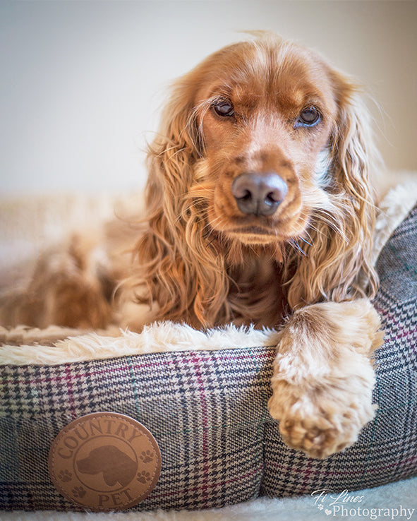 Luxury Tweed Dog Bed
