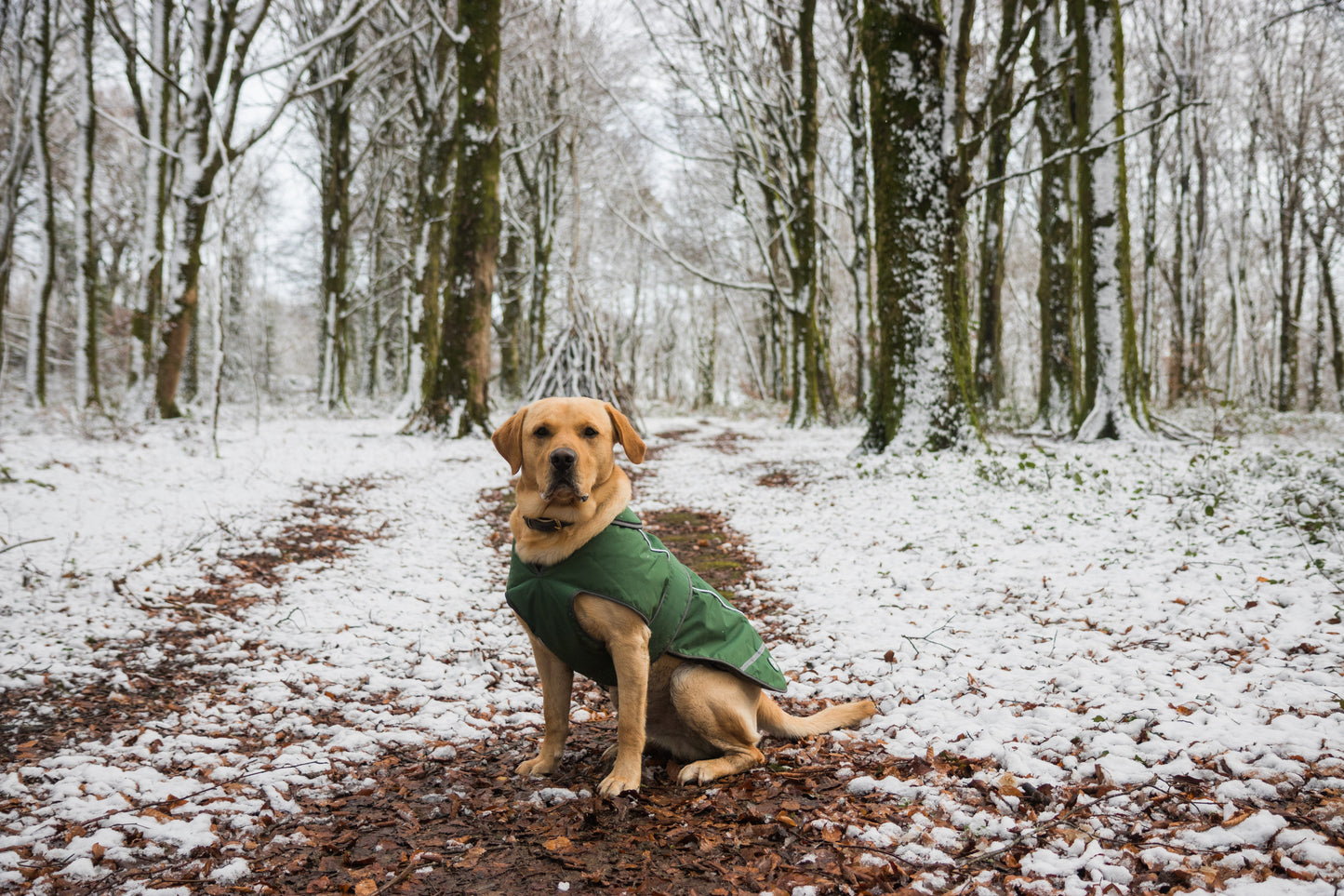 Green Waterproof Dog Coat With Harness Opening