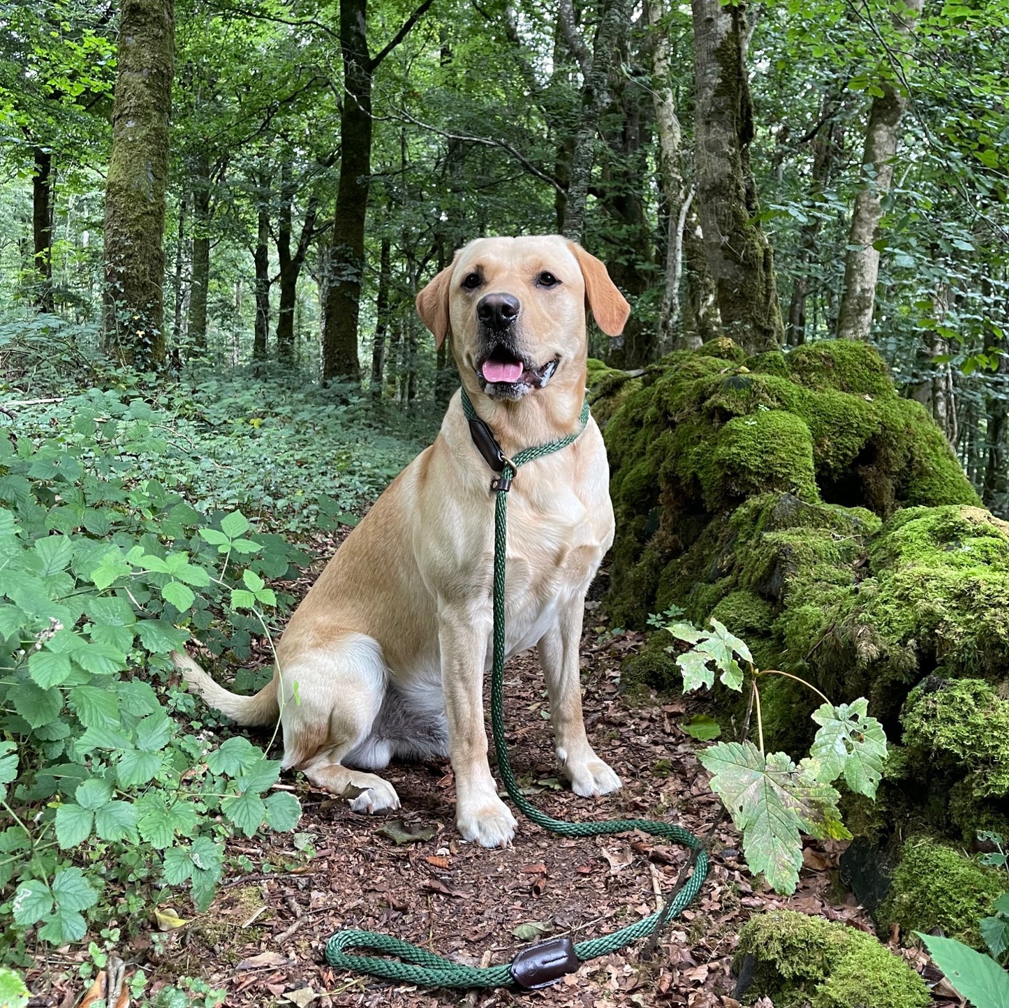 Forest Green Luxury Rope Slip Lead