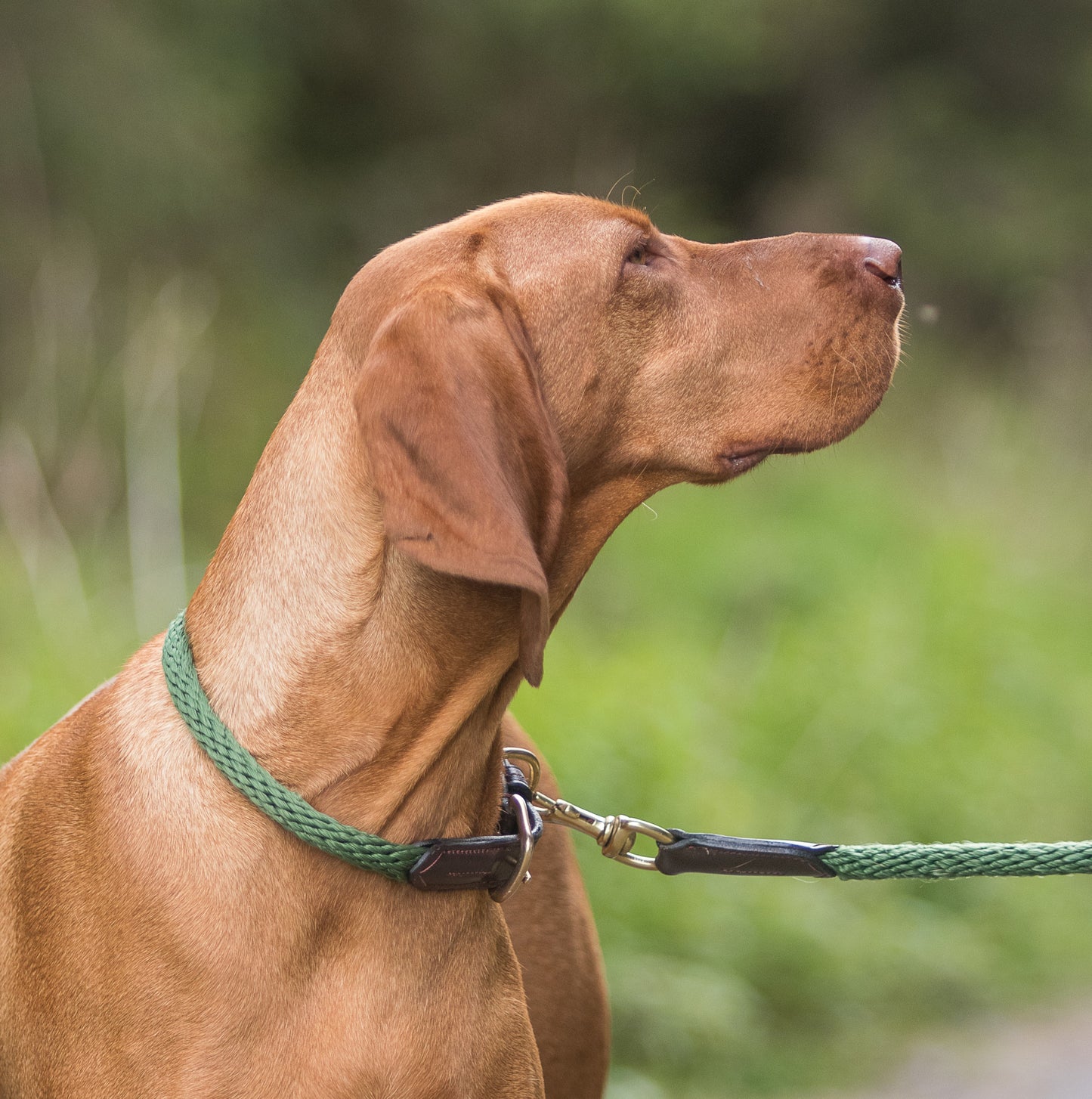 Luxury Rope Dog Collar - Forest Green
