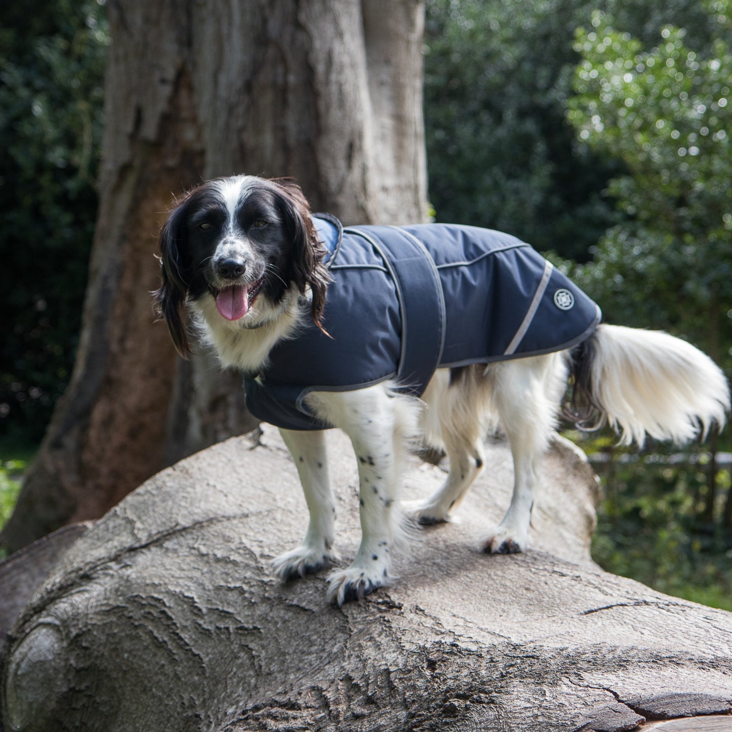 Navy Waterproof Dog Coat With Harness Opening