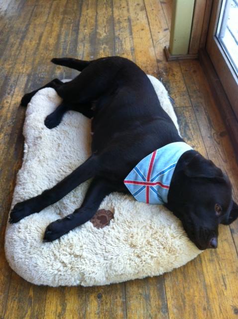 Luxury Dog Mat