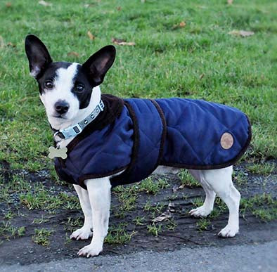 Quilted Dog Coat