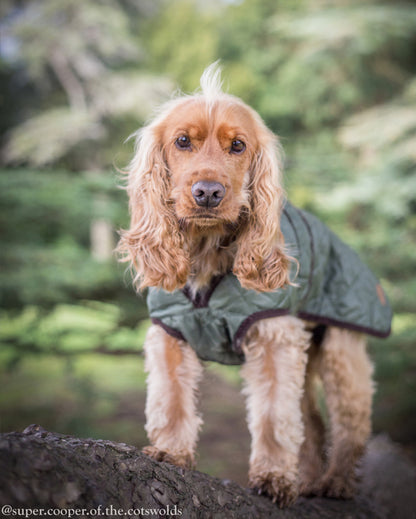 Quilted Dog Coat