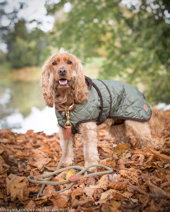 Quilted Dog Coat