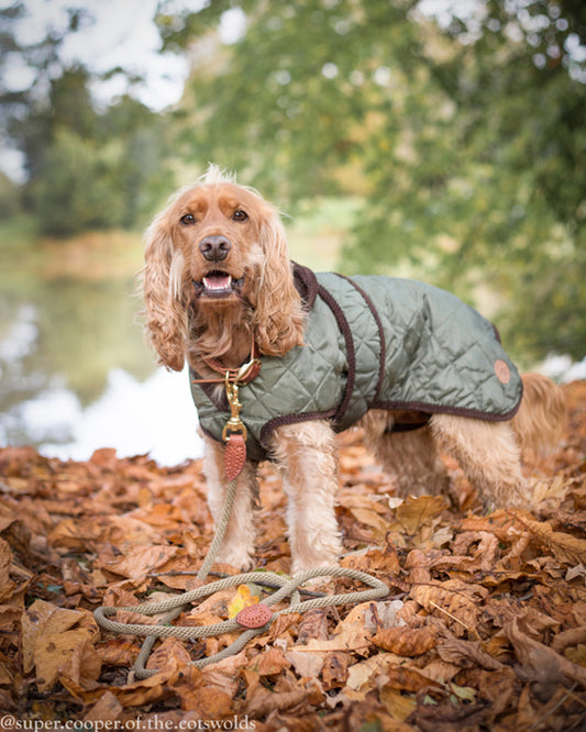 Quilted Dog Coat